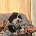 The Importance of Health Regulations in Pet Grooming Facilities in Hall County, Georgia