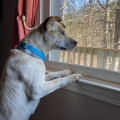 The Importance of Health Regulations for Pet Grooming Facilities in Hall County, Georgia
