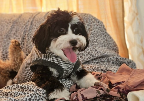 The Importance of Health Regulations in Pet Grooming Facilities in Hall County, Georgia