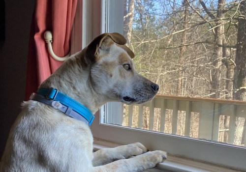 The Importance of Health Regulations for Pet Grooming Facilities in Hall County, Georgia